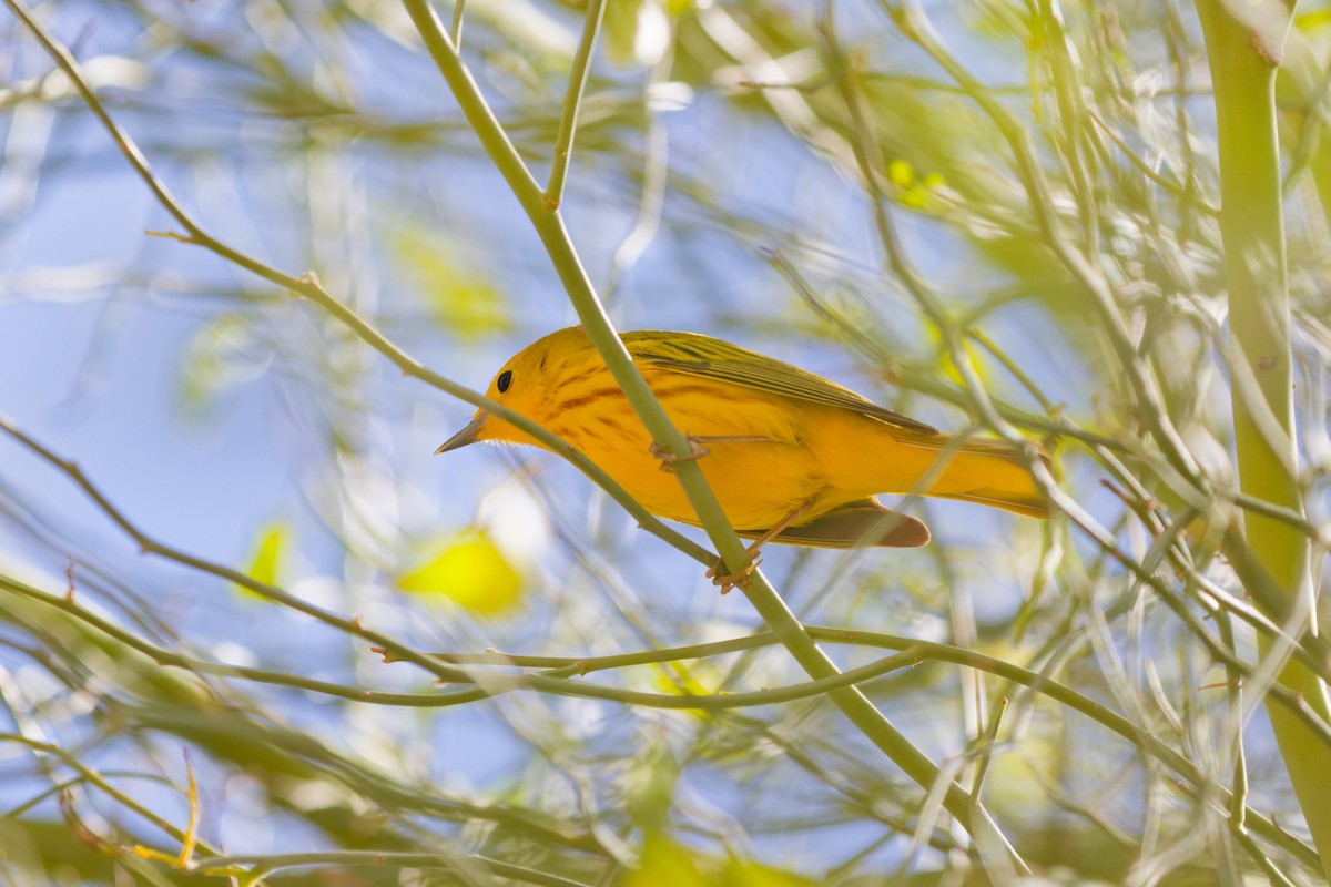 Northern Yellow Warbler - ML644383004