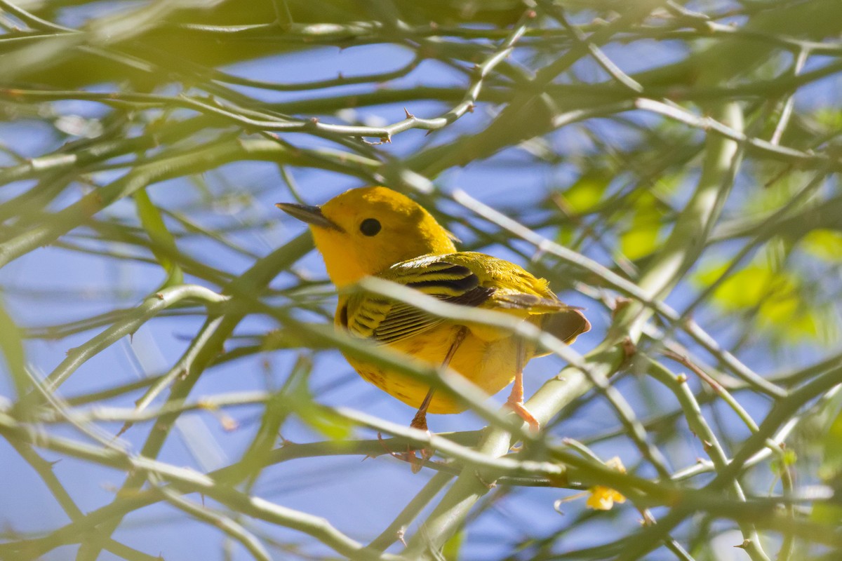 Northern Yellow Warbler - ML644383005