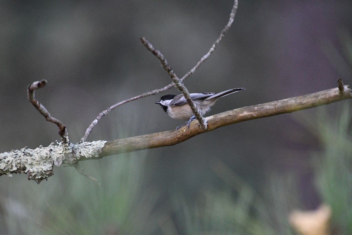 sýkora černohlavá - ML644383012