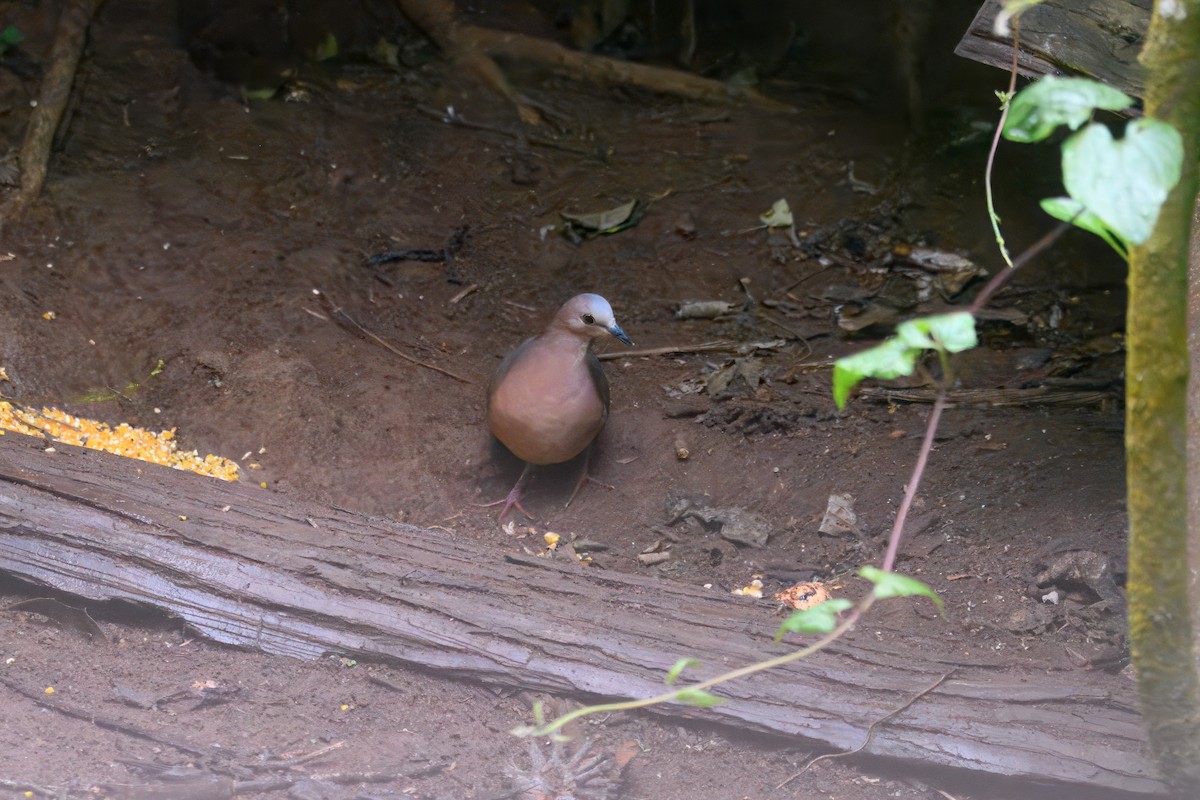 gråpannedue - ML644383013