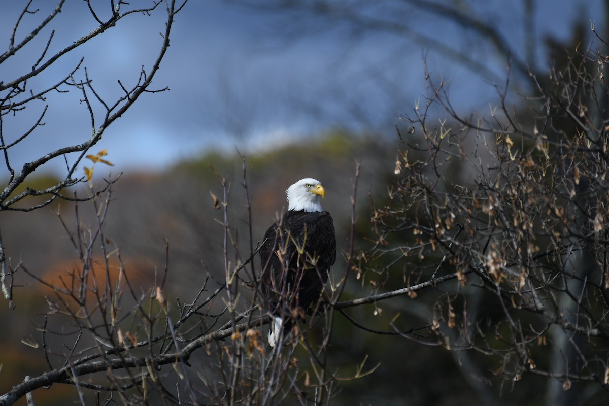 orel bělohlavý - ML644383019