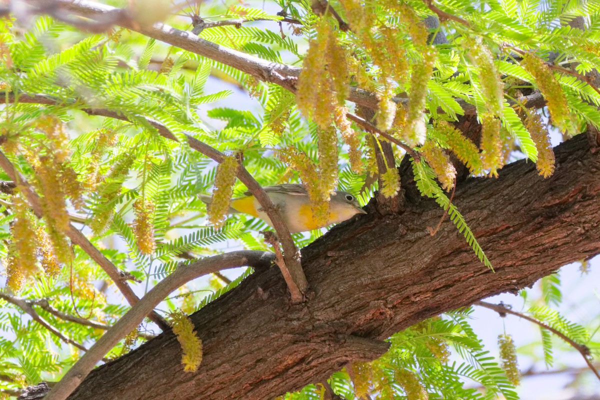 Virginia's Warbler - ML644383032