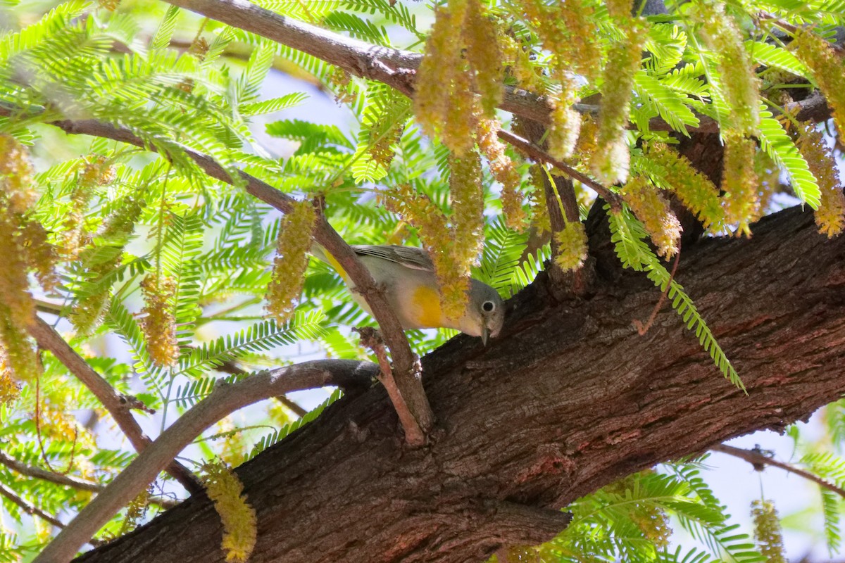 Virginia's Warbler - ML644383033