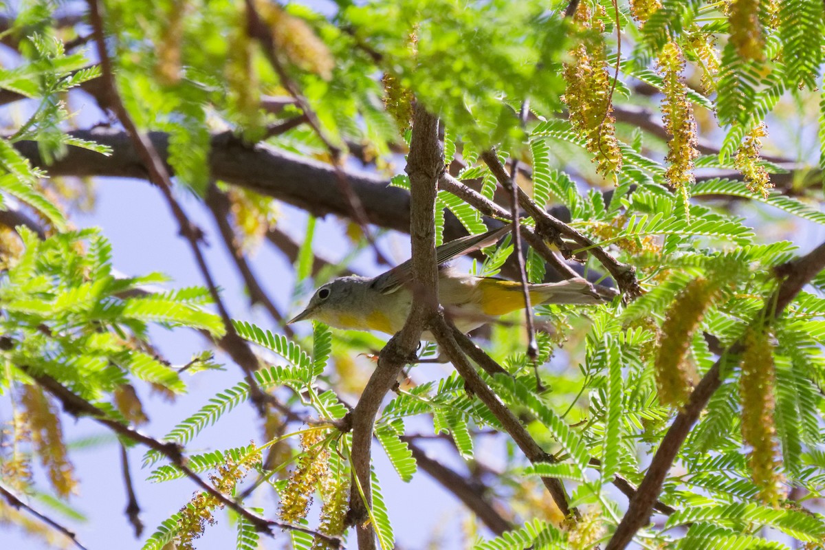 Virginia's Warbler - ML644383034