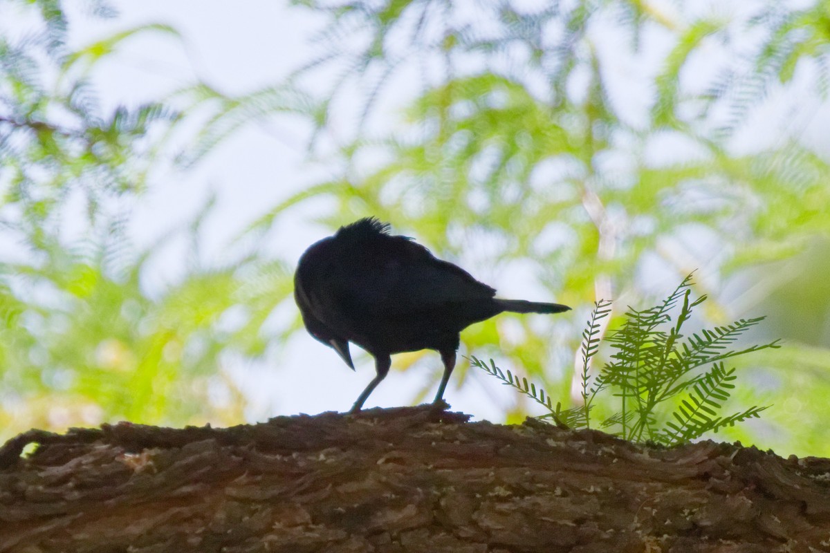 クロコウウチョウ - ML644383040