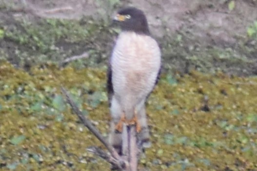 Yol Şahini - ML644383041