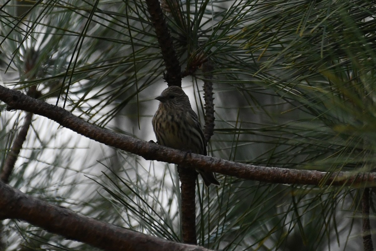 čížek severoamerický - ML644383044