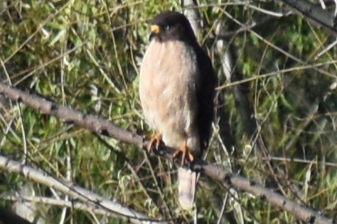 Yol Şahini - ML644383049