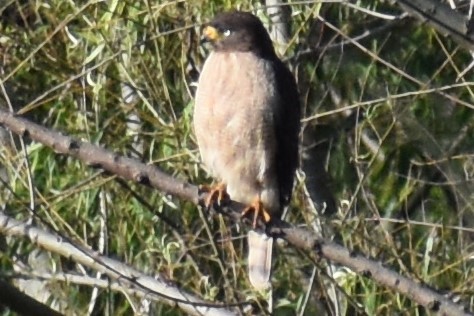 Yol Şahini - ML644383050