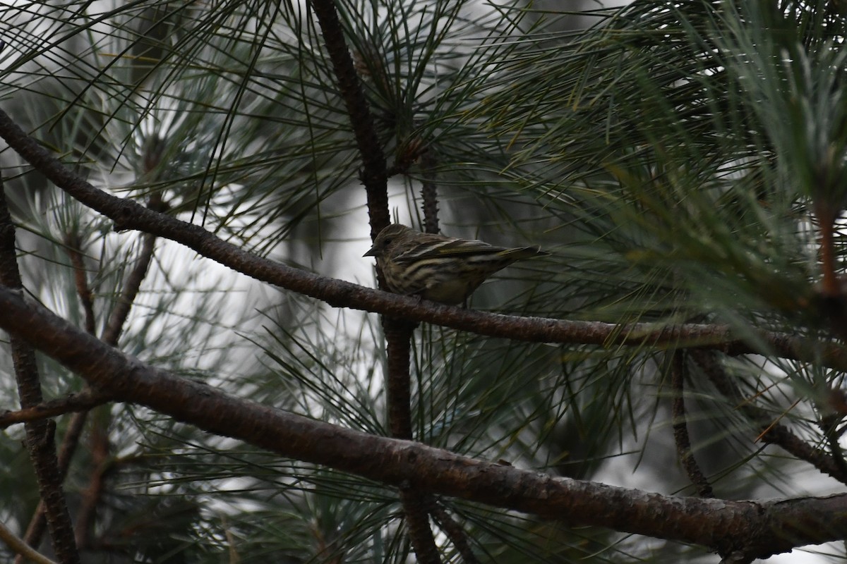 čížek severoamerický - ML644383056