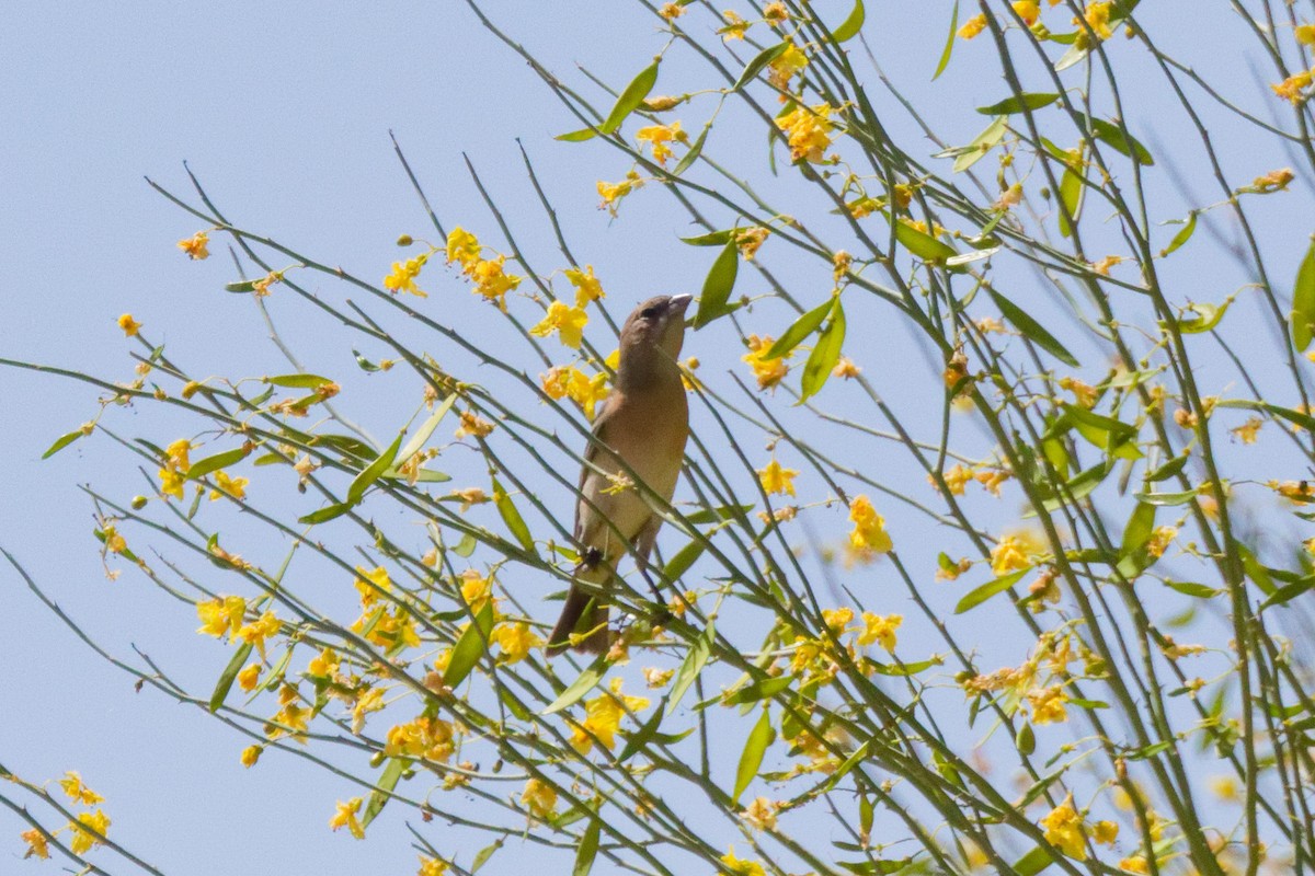 Lazuli Bunting - ML644383057