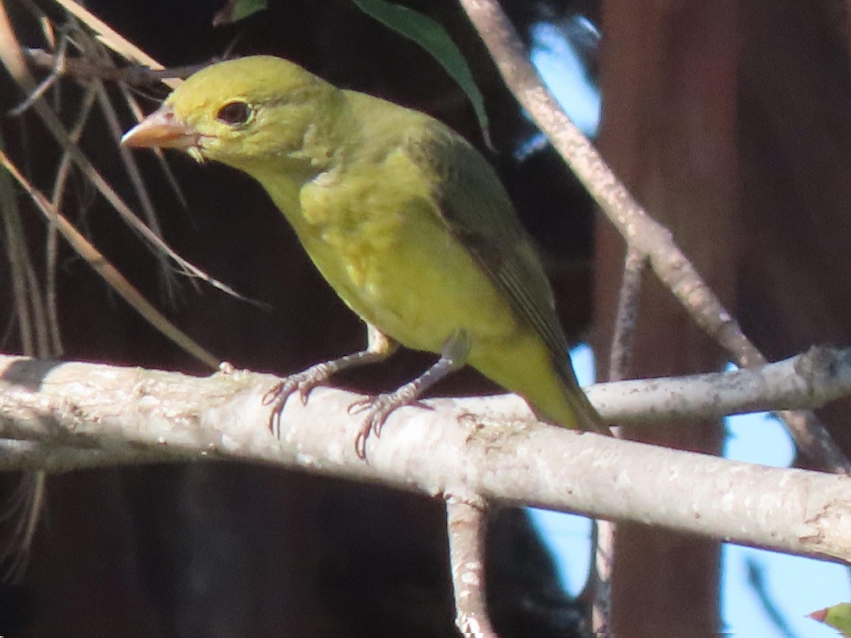 Scarlet Tanager - ML644383073