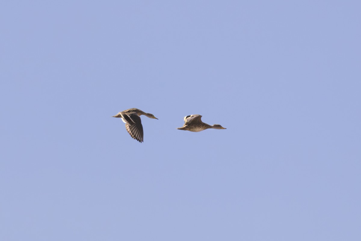 Шилохвіст жовтодзьобий - ML644383083