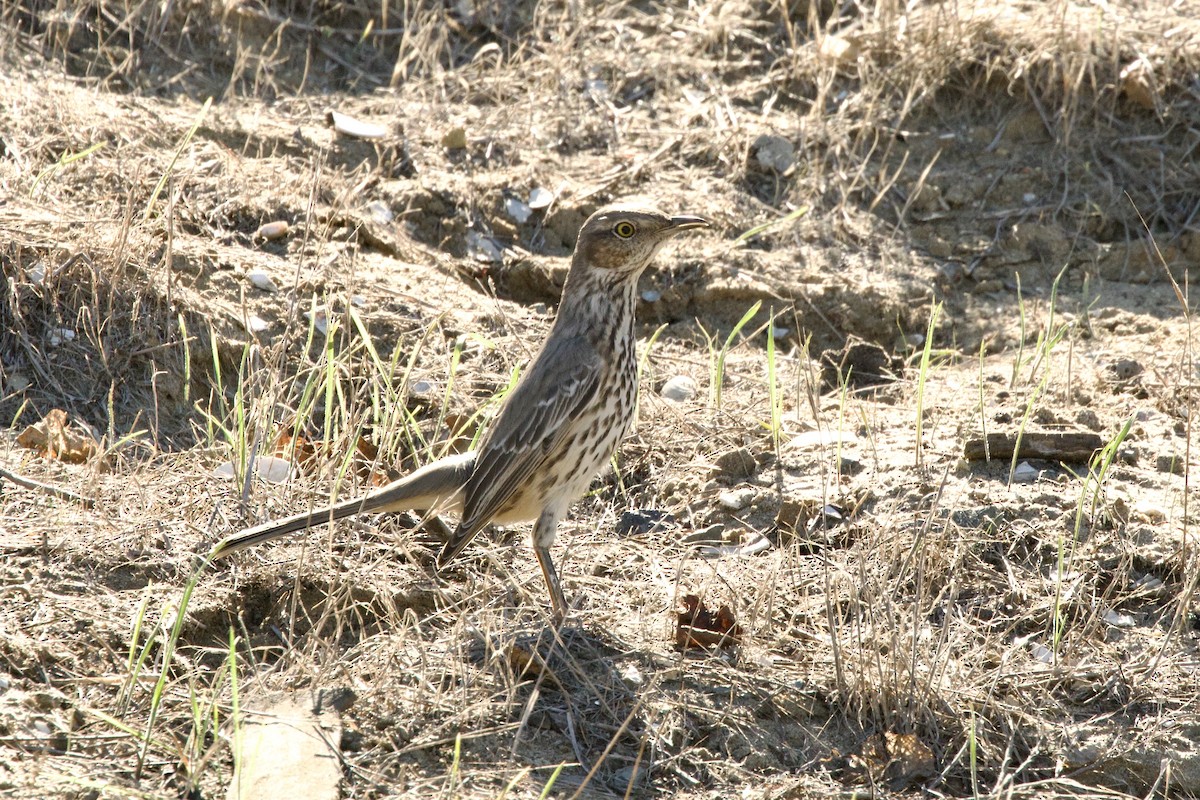 Пересмішник осоковий - ML644383086