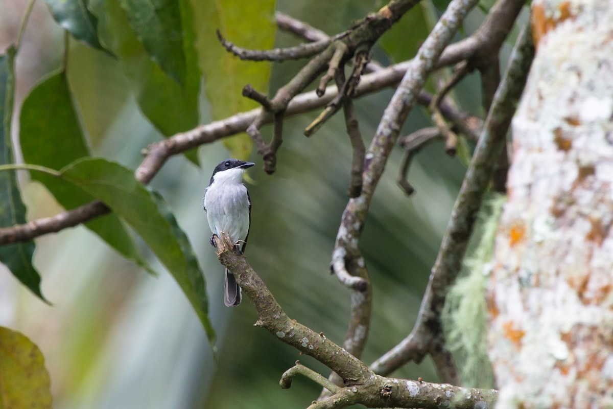 Black-winged Flycatcher-shrike - ML644383107