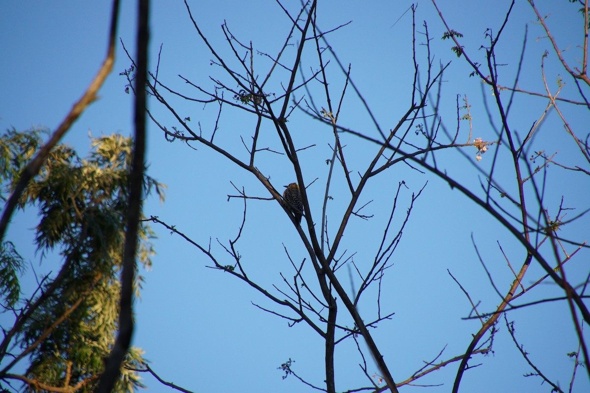 Гіла нікарагуанська - ML644383108
