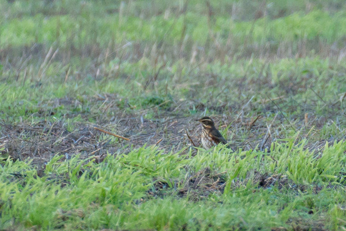 Grive mauvis - ML644383110