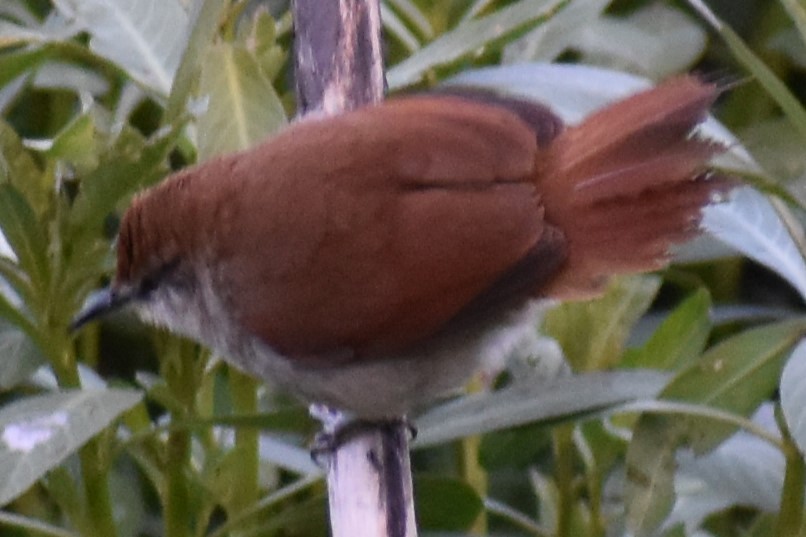 Gelbkinn-Riedschlüpfer - ML644383120