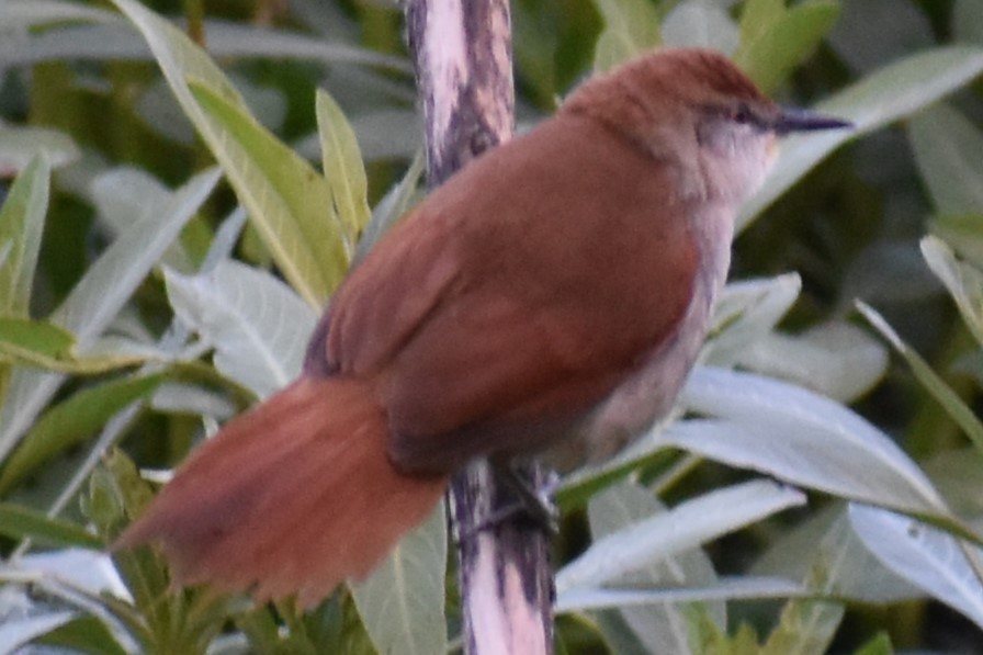 Gelbkinn-Riedschlüpfer - ML644383121