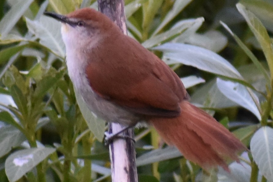 Gelbkinn-Riedschlüpfer - ML644383122