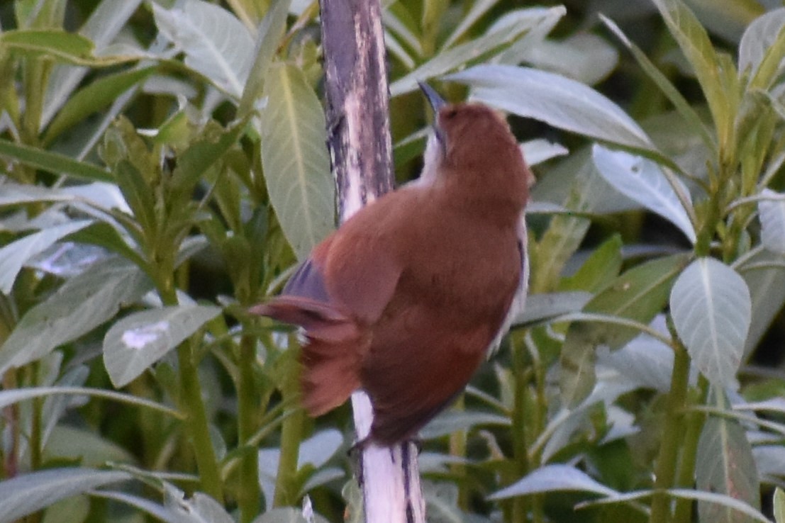 Gelbkinn-Riedschlüpfer - ML644383123