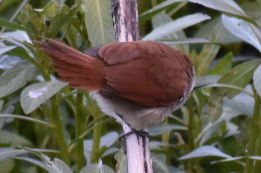 Gelbkinn-Riedschlüpfer - ML644383124