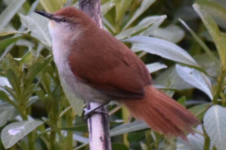 Gelbkinn-Riedschlüpfer - ML644383125