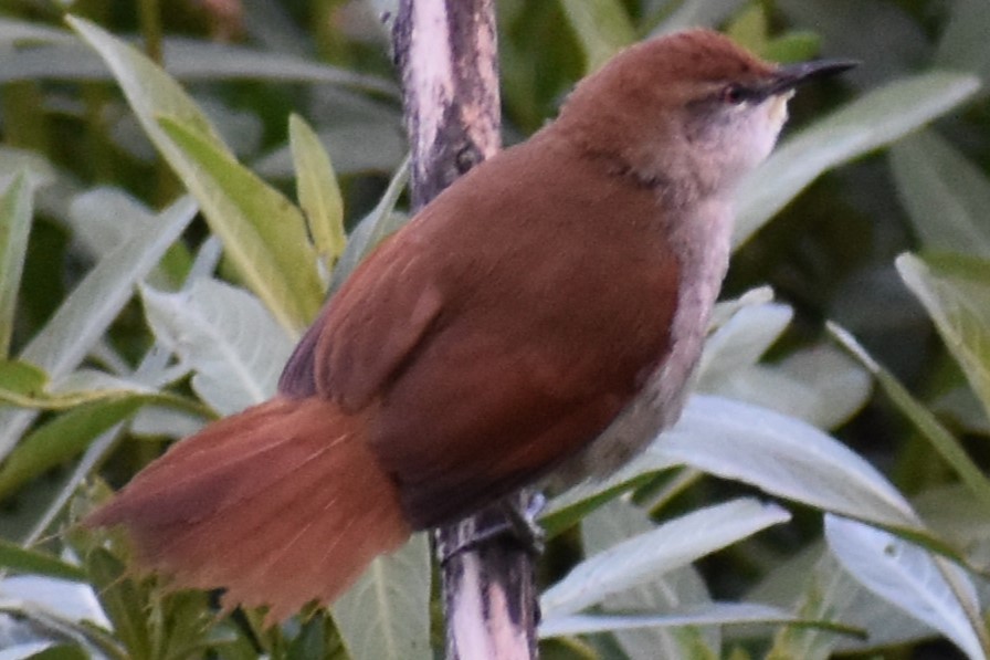 Gelbkinn-Riedschlüpfer - ML644383126