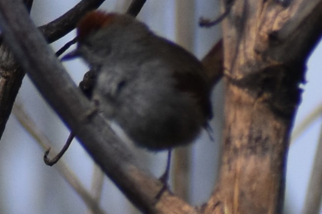 Sooty-fronted Spinetail - ML644383137