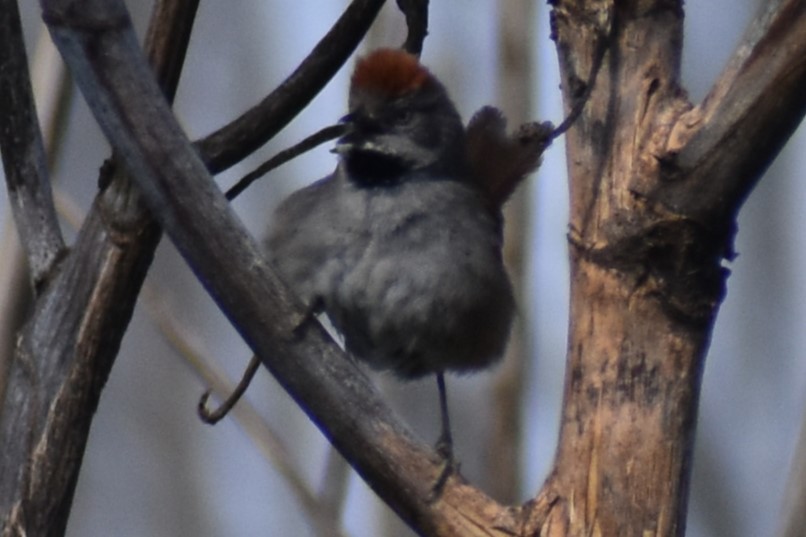 Sooty-fronted Spinetail - ML644383138