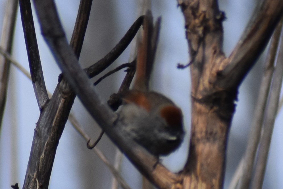 Sooty-fronted Spinetail - ML644383139