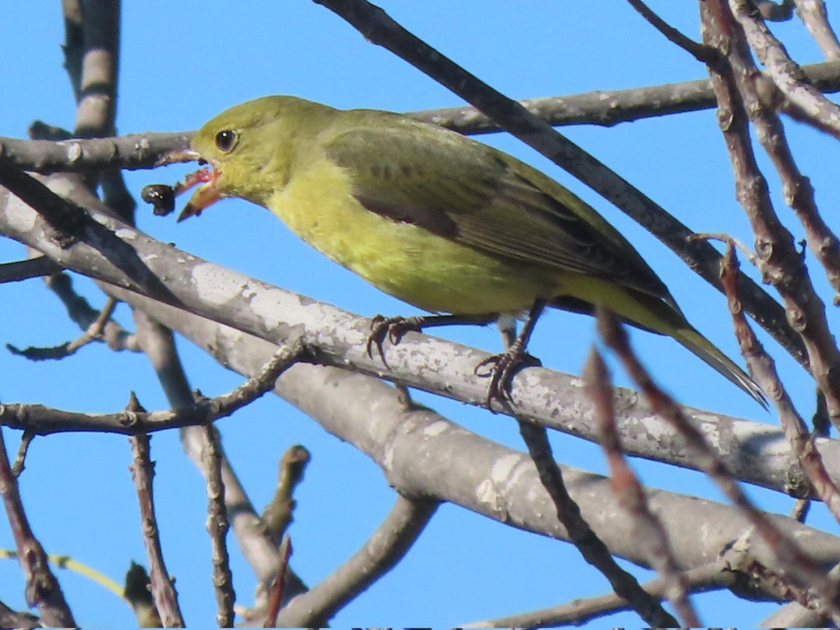 Scarlet Tanager - ML644383146