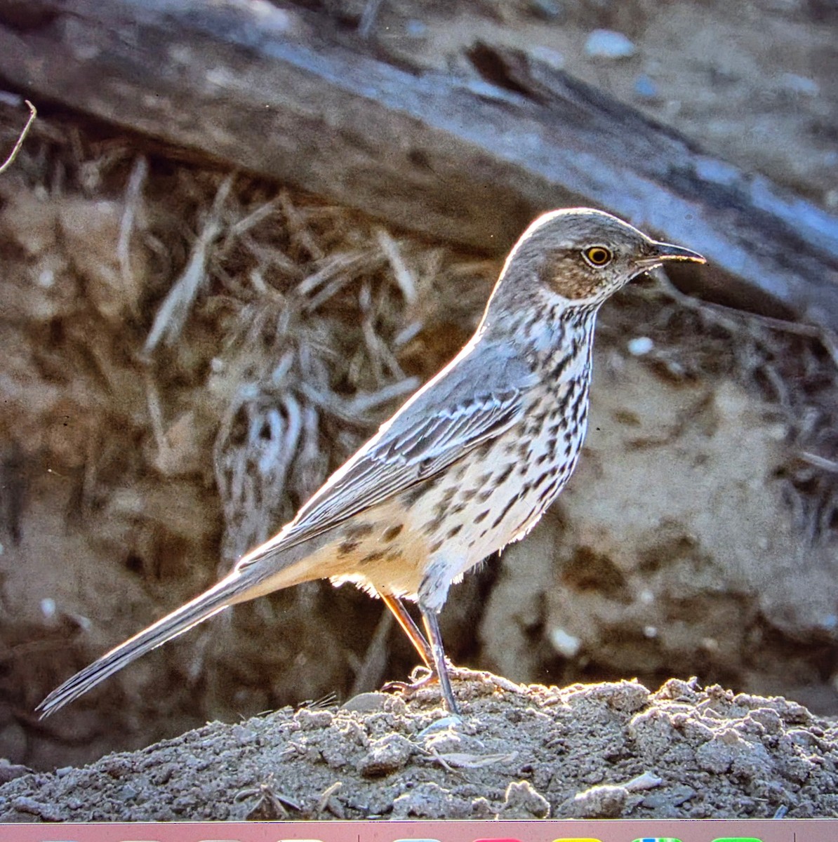 Пересмішник осоковий - ML644383167