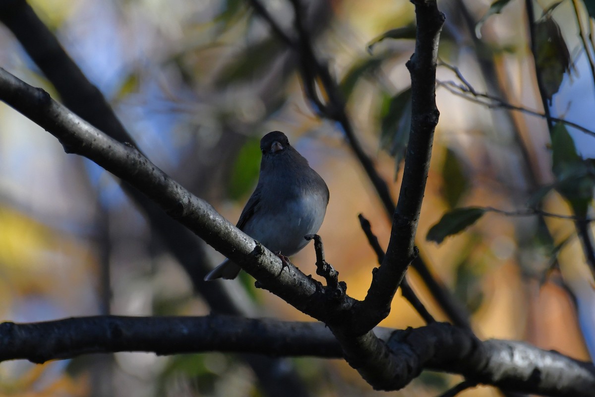 strnadec zimní - ML644383185