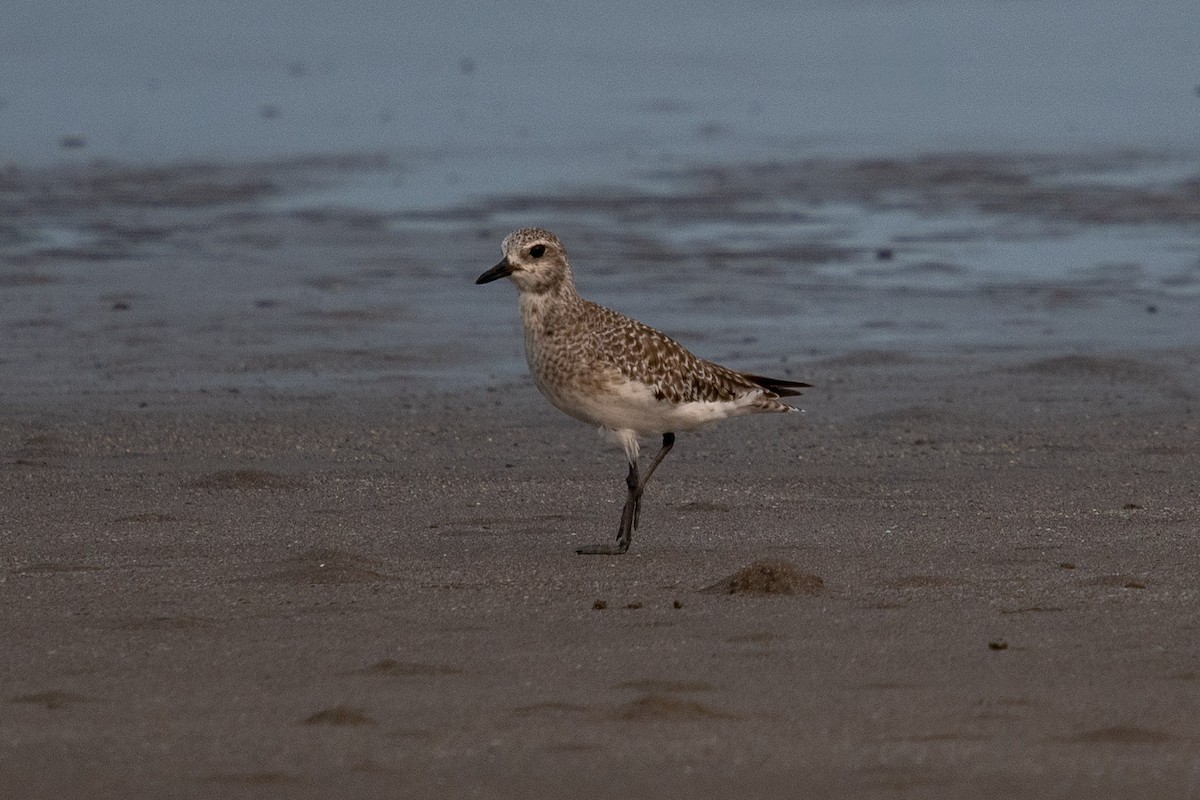 Black-bellied Plover - ML644383211