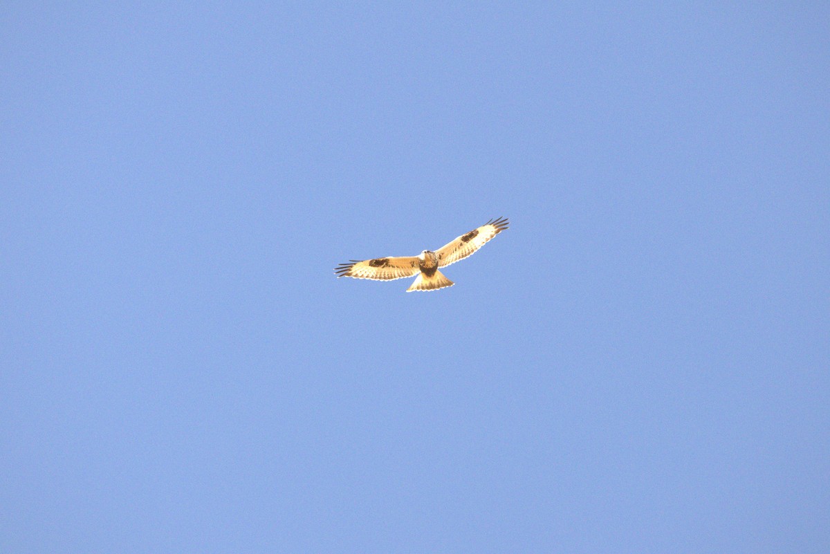 Rough-legged Hawk - ML644383239