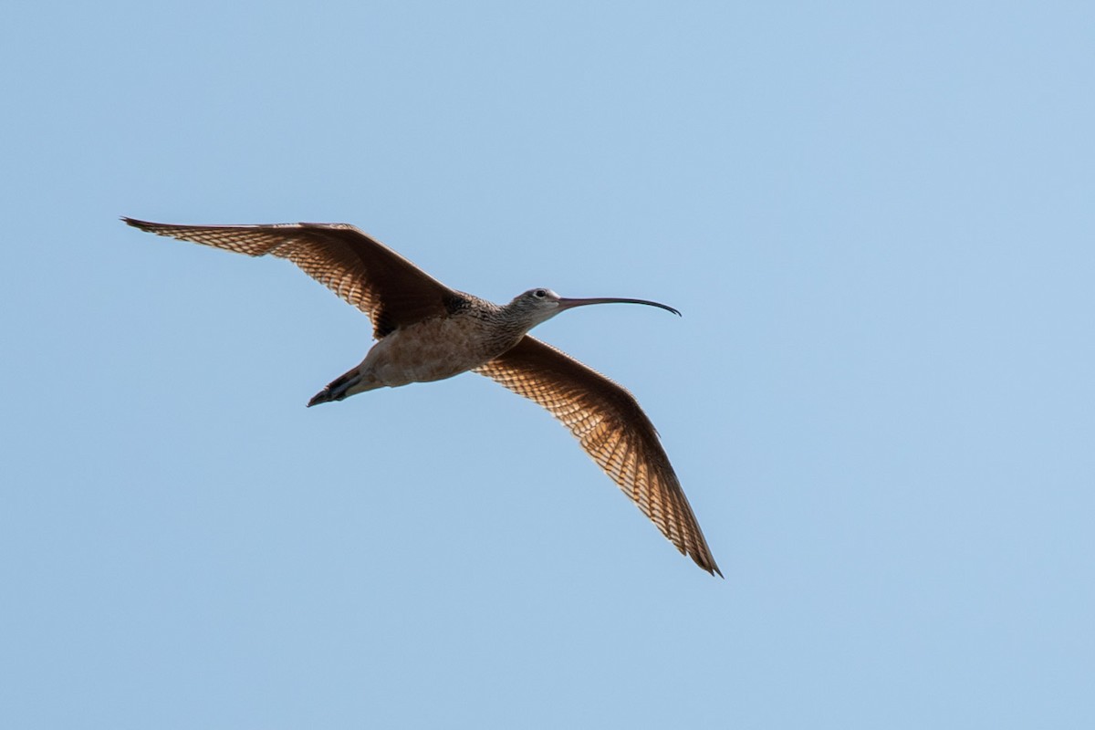 Long-billed Curlew - ML644383268
