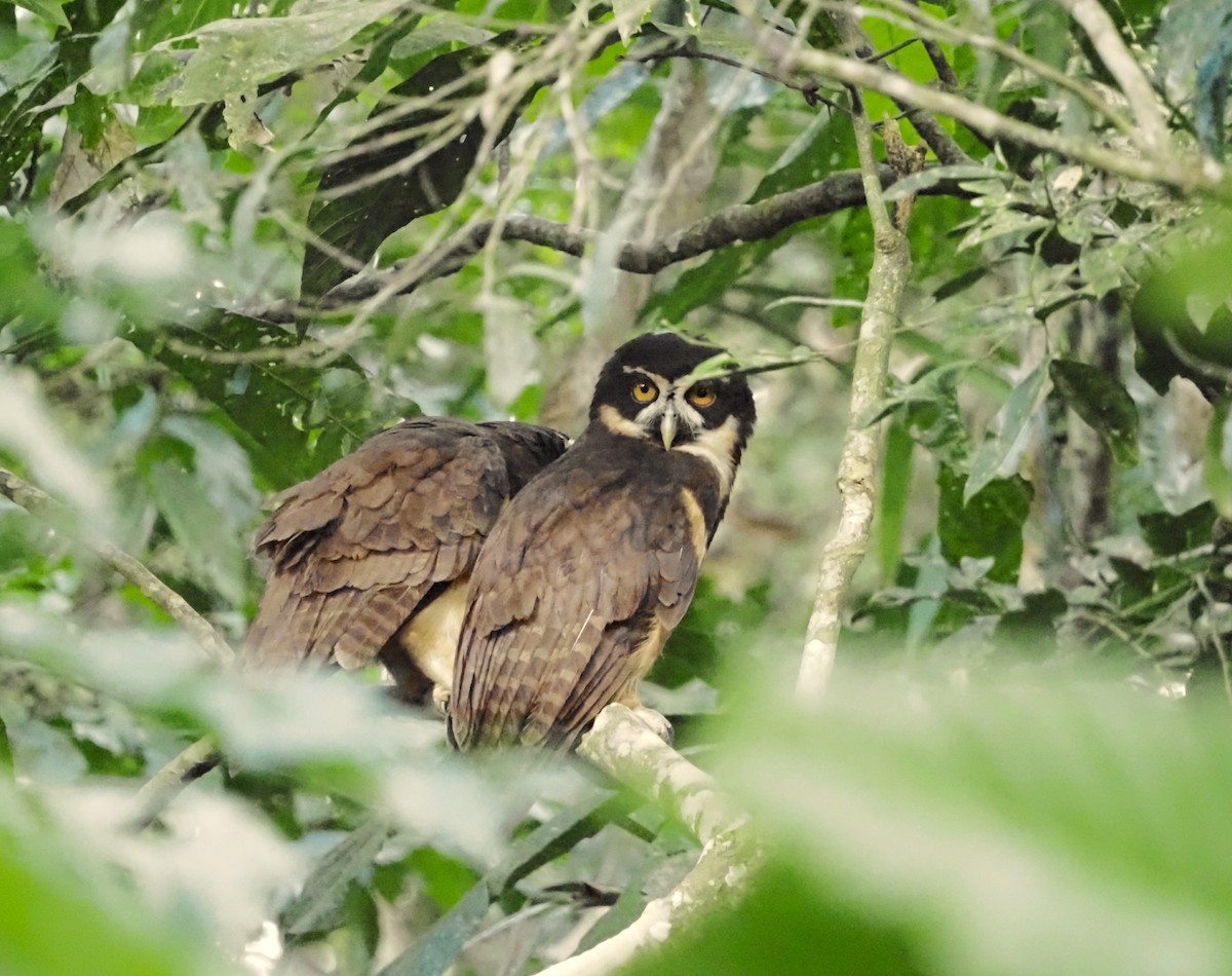 Spectacled Owl - ML644383269