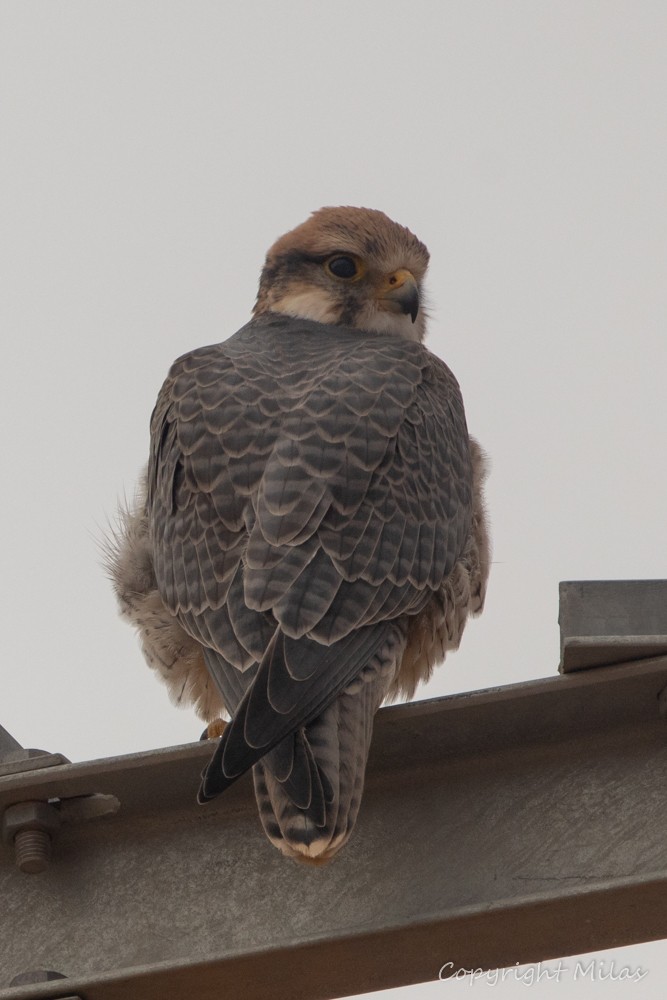 ラナーハヤブサ - ML644383271