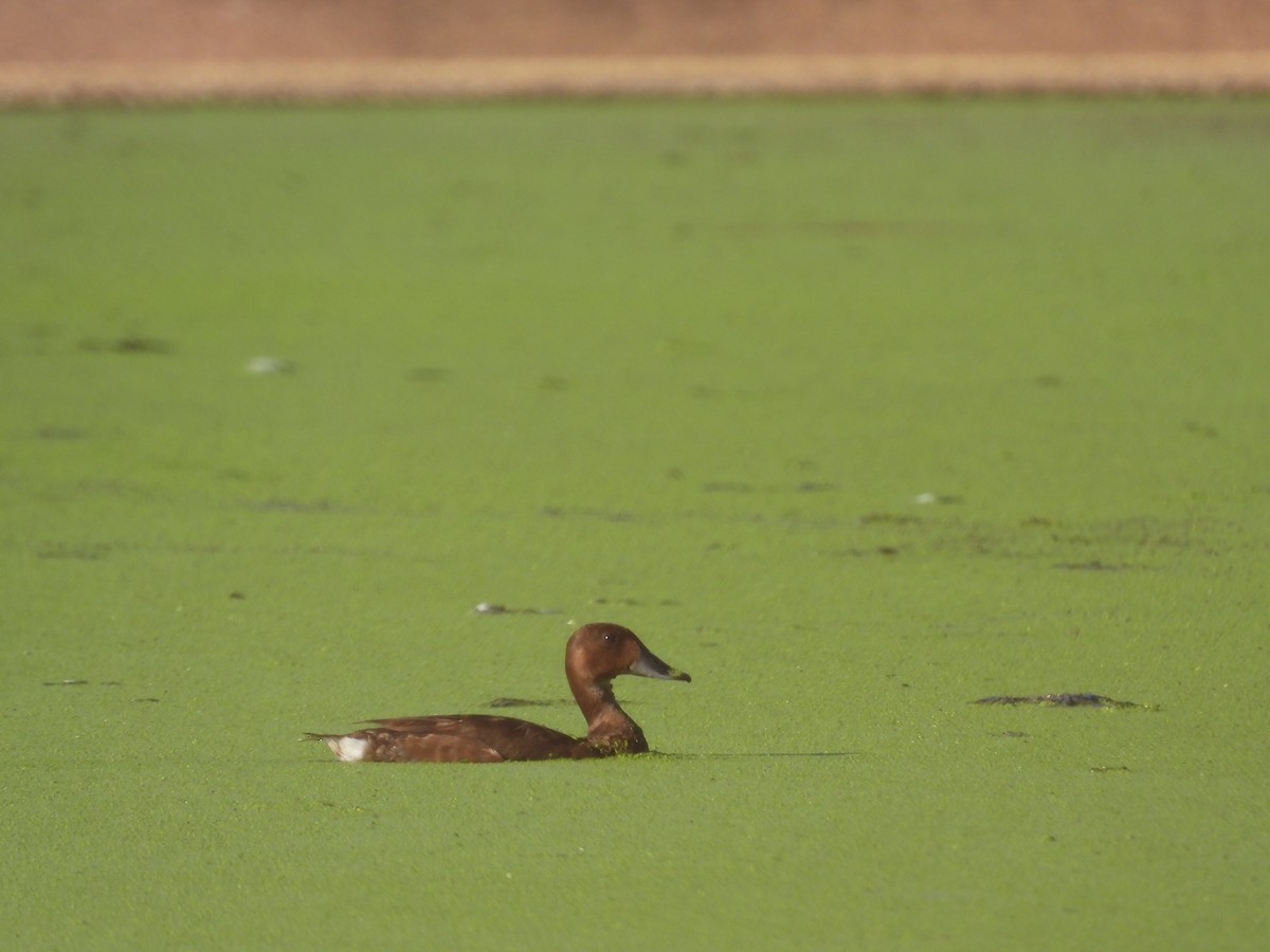 Hardhead - ML644383280