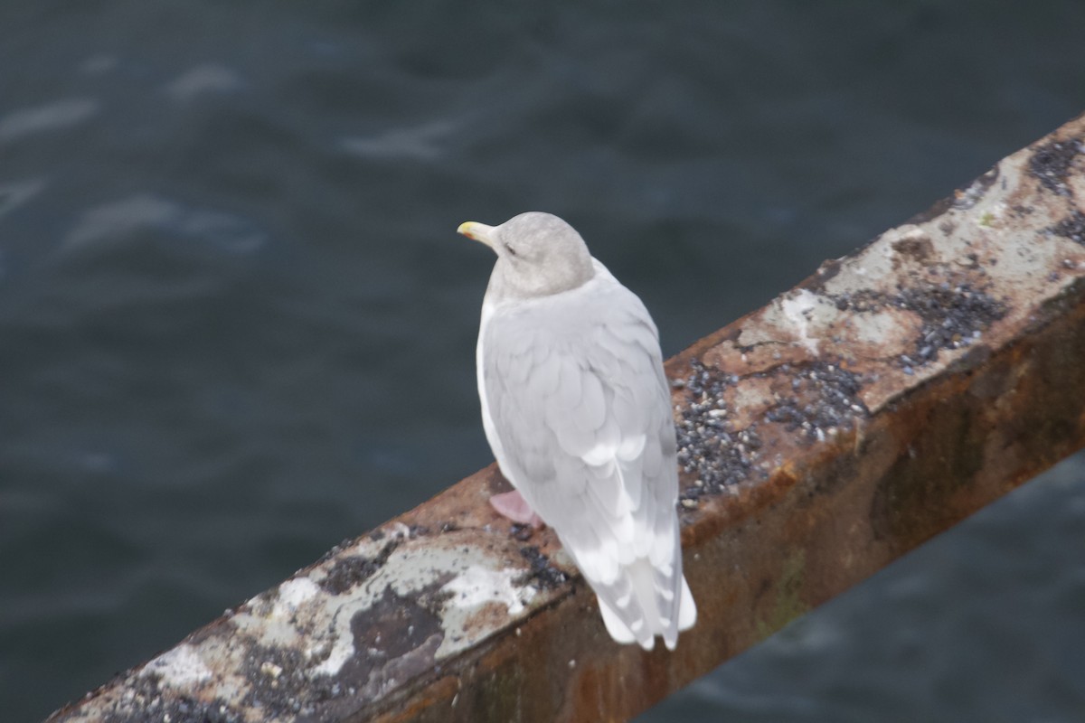 Glaucous-winged Gull - ML644383283