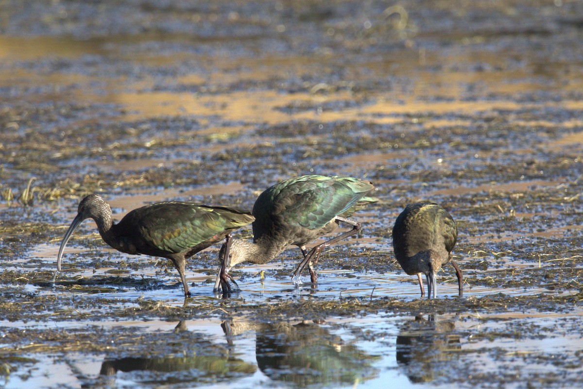 White-faced Ibis - ML644383287