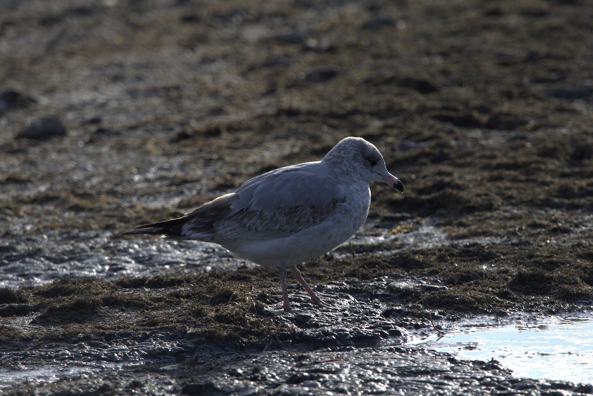 Ring-billed Gull - ML644383291
