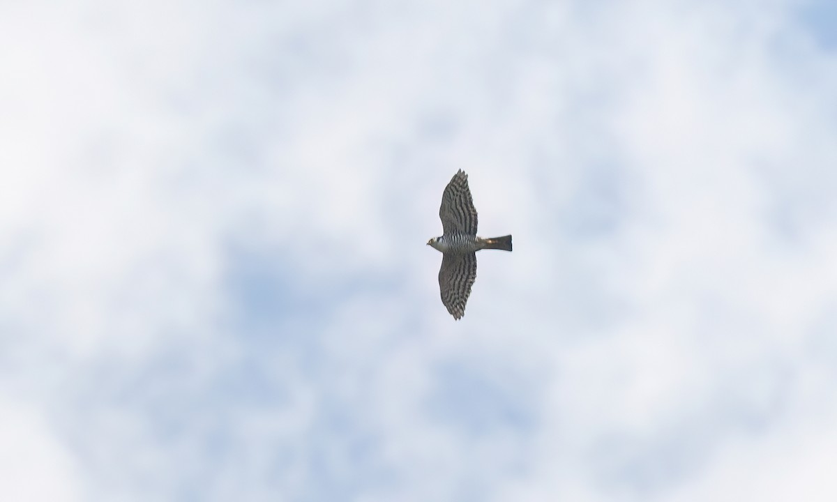 Semicollared Hawk - ML644383300