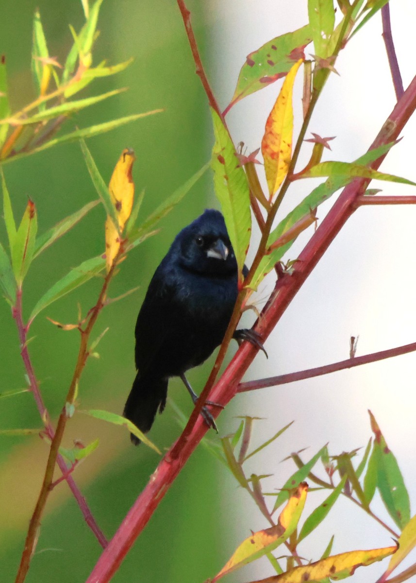 Variable Seedeater (Black) - ML644383306