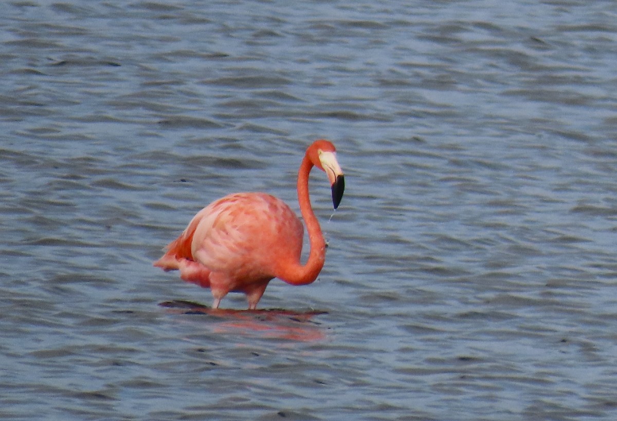 American Flamingo - ML644383307