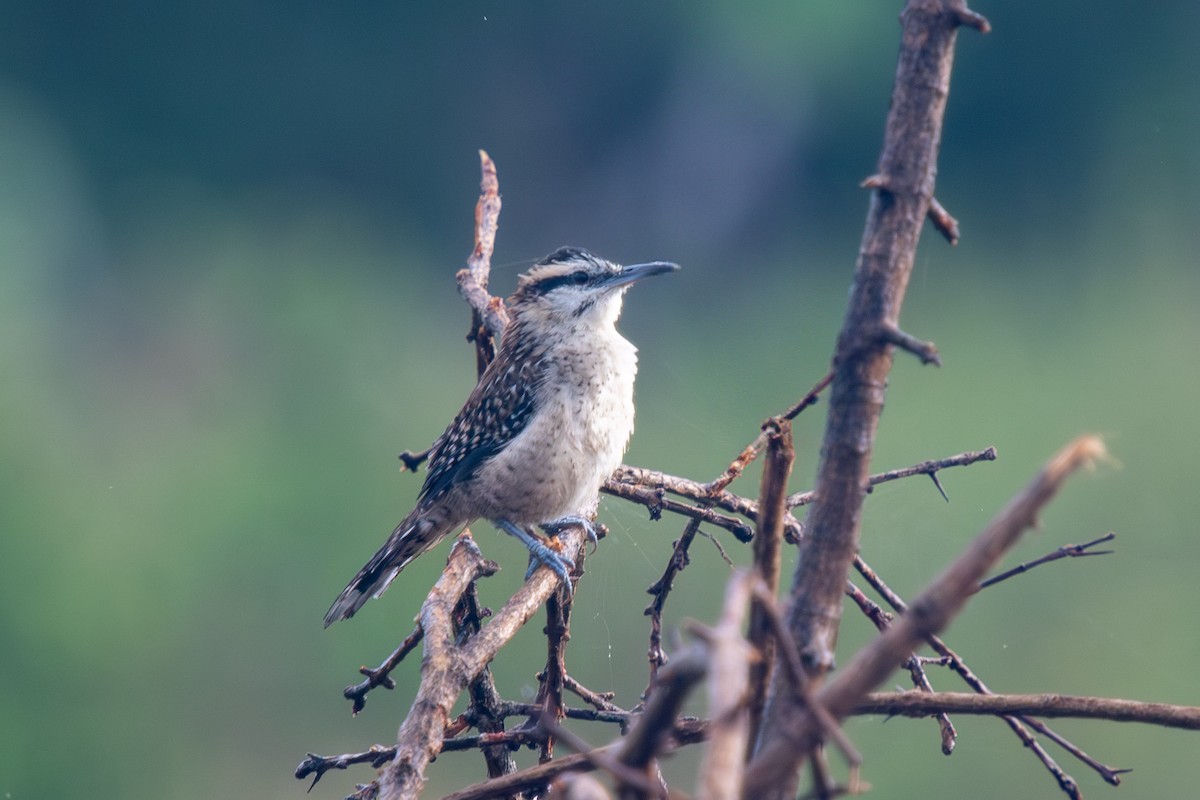 Veracruz Wren - ML644383308