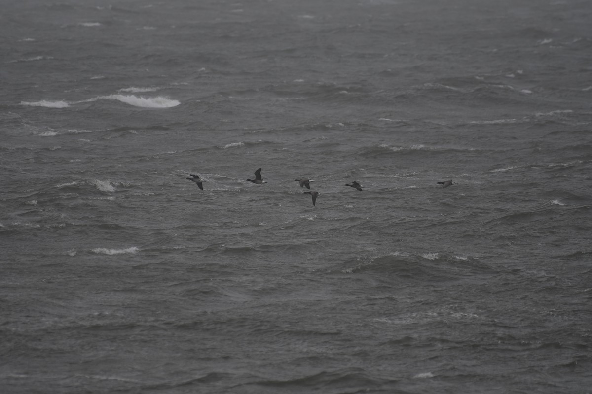 ringgås - ML644383323