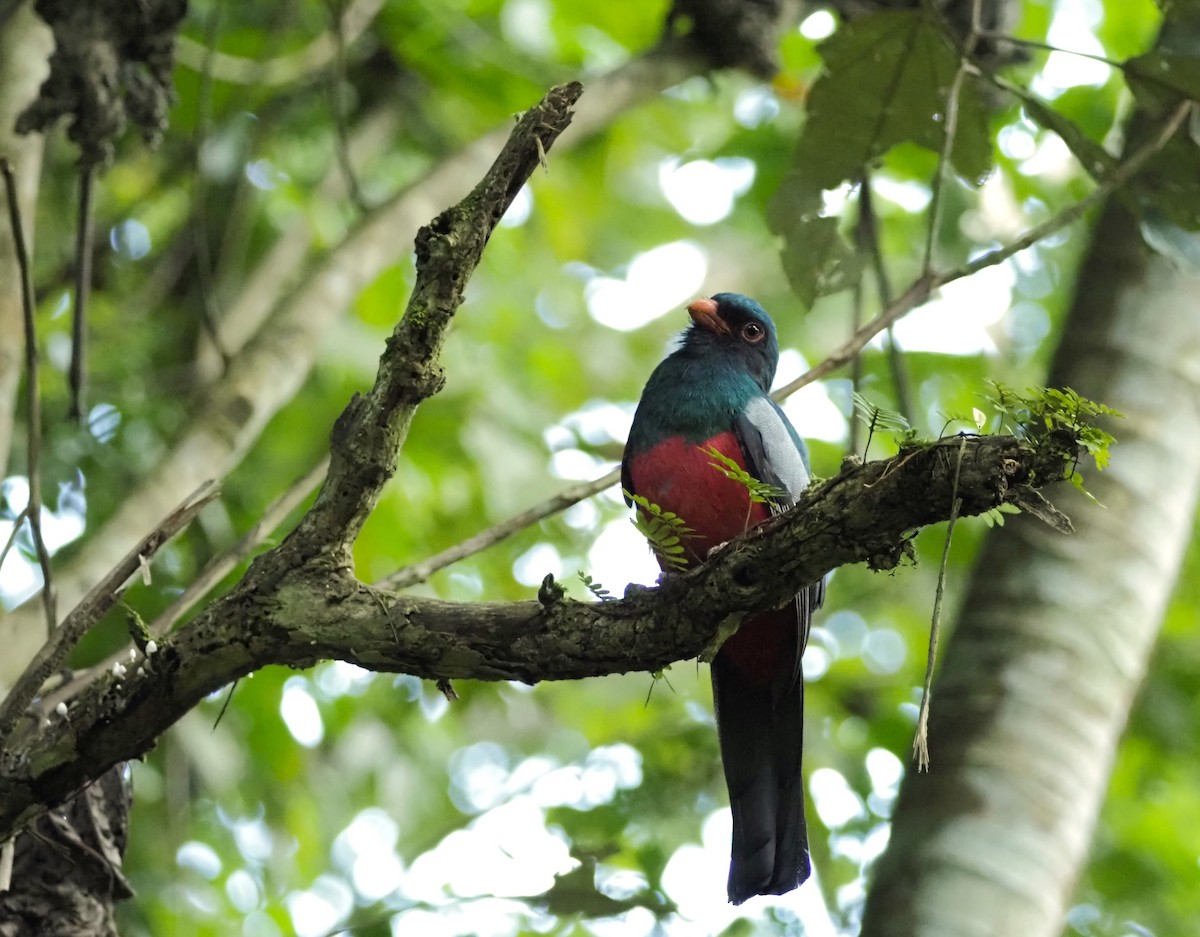 Gri Kuyruklu Trogon - ML644383326