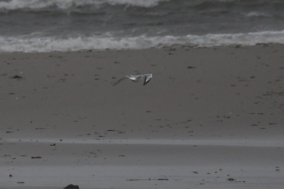 kanadahettemåke - ML644383328